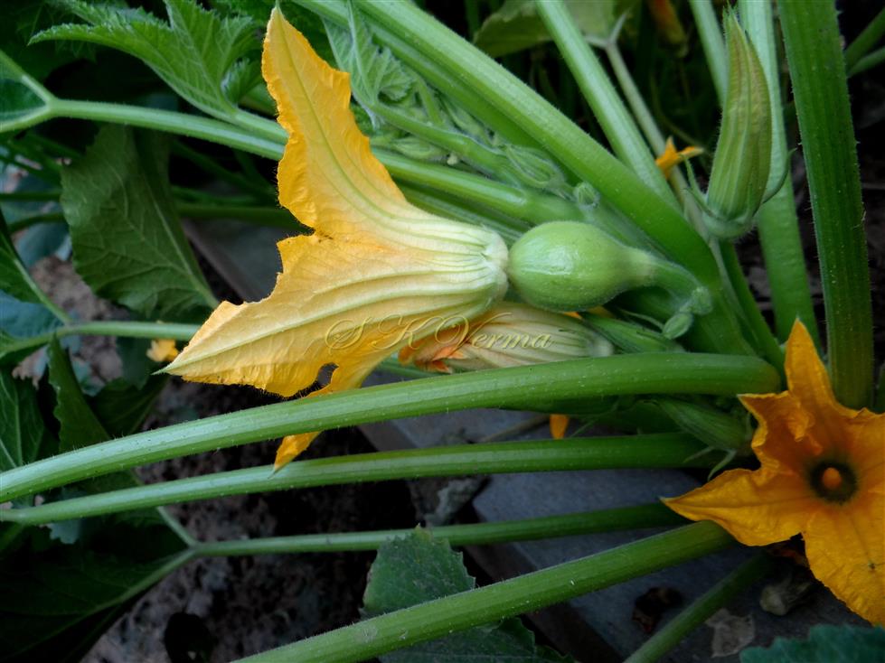  Female Flower